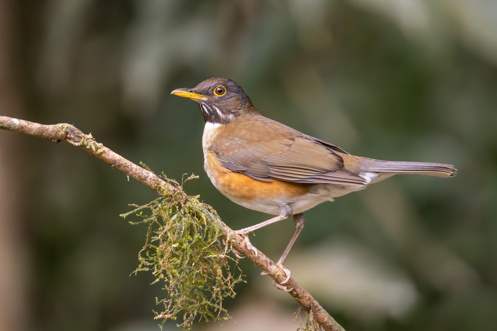 image Rufous-bellied Thrush